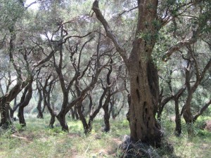 Olivenhaine mit tlw. über 100 Jahre alten Bäumen